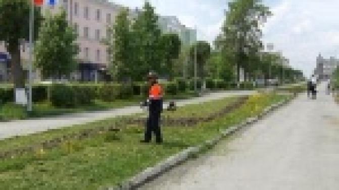 Городские клумбы украсят цветами, которые практически не боятся дождей