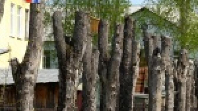 В Первоуральске и окрестностях за месяц кронировали более тысячи деревьев