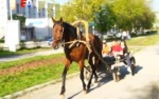 Предотвратили необычное ДТП