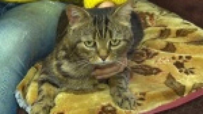 Случай жестокого обращения с животным  произошел в Первоуральске