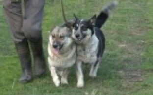 Акция "Ищу тебя, хозяин"