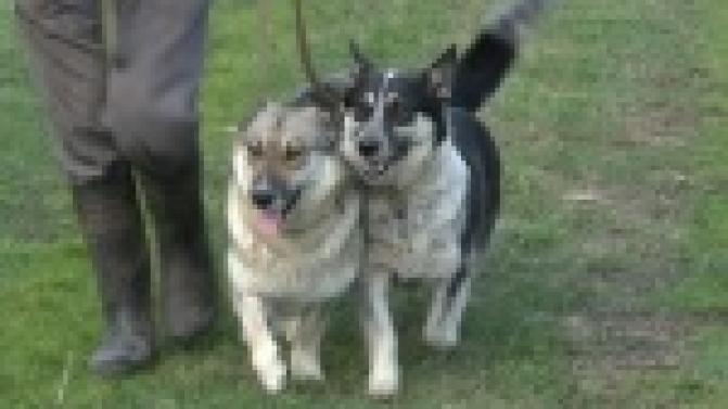 Акция "Ищу тебя, хозяин"