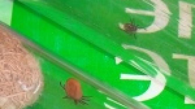 С начала апреля клещи покусали 300 человек, 45 из которых - дети