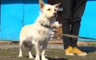 Акция "Ищу тебя, хозяин"