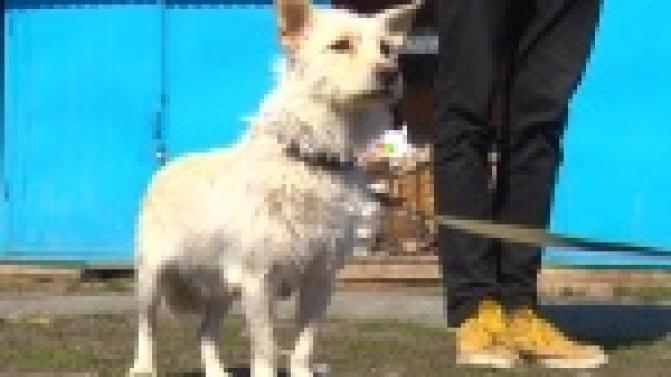 Акция "Ищу тебя, хозяин"