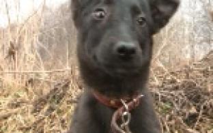 Акция "Ищу тебя, хозяин"