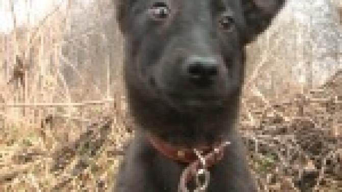 Акция "Ищу тебя, хозяин"