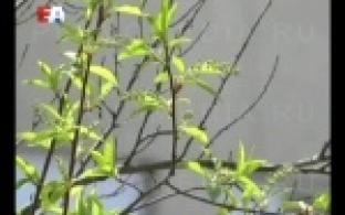 Сегодня в Первоуральске начали постепенно отключать батареи