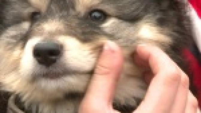 Акция "Ищу тебя, хозяин"