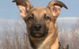 Акция "Ищу тебя, хозяин"