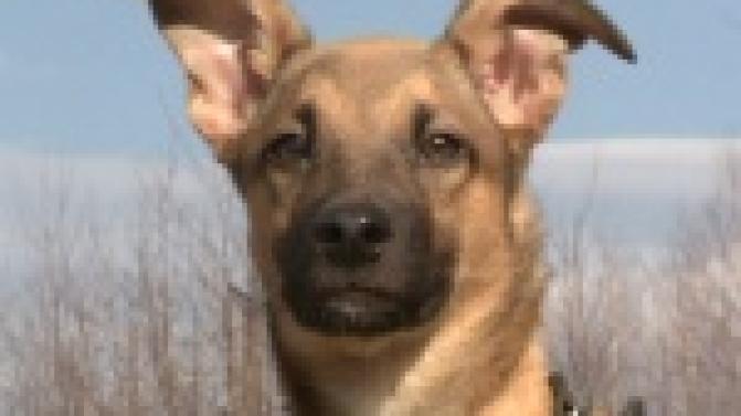 Акция "Ищу тебя, хозяин"