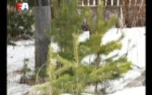 В Первоуральске снизилось количество преступлений, связанных с незаконной вырубкой деревьев