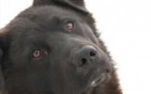 Акция "Ищу тебя, хозяин"