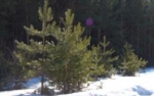 В Билимбаевском лесничестве готовятся высаживать деревья