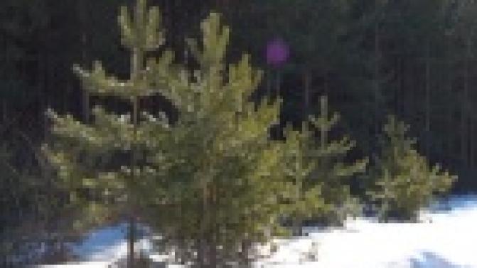 В Билимбаевском лесничестве готовятся высаживать деревья