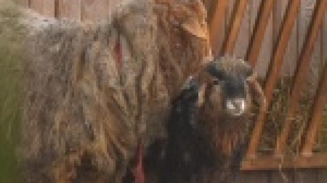 В Первоуральском зоопарке пополнение