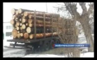 Лес везут, пешеходы боятся.