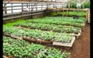 Порядка двенадцати миллионов рублей первоуральские аграрии потратят на закупку удобрений.