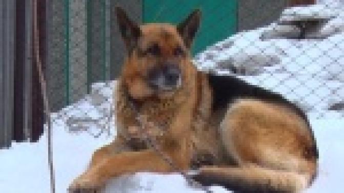 В поселке Самстрой собака напала на козу