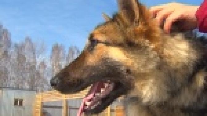 Акция "Ищу тебя, хозяин"