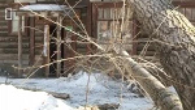 В Первоуральске приступили к устранению последствий шквалистого ветра