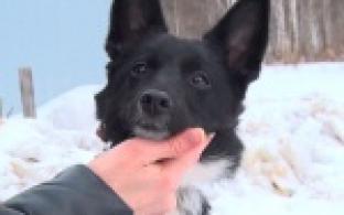 Акция "Ищу тебя, хозяин"