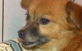 Акция "Ищу тебя, хозяин"