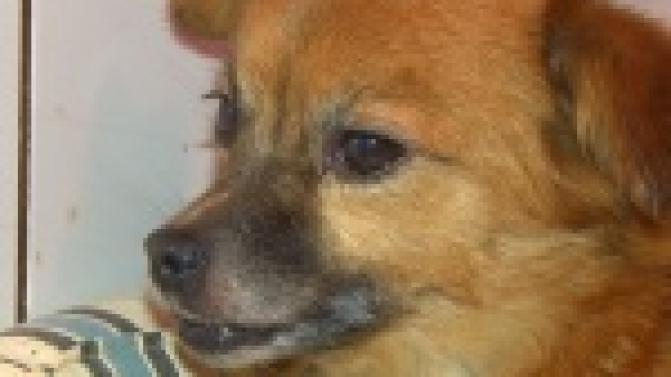 Акция "Ищу тебя, хозяин"