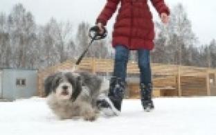 Акция "Ищу тебя, хозяин"