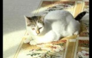 Они проводят во сне по двадцать часов в сутки и отличаются хорошим интеллектом.