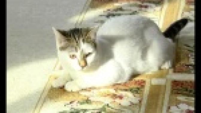 Они проводят во сне по двадцать часов в сутки и отличаются хорошим интеллектом.