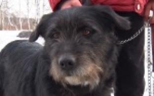 Акция "Ищу тебя, хозяин"