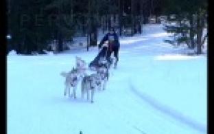 Хаски, маламуты и самоеды оказались на лыжне.