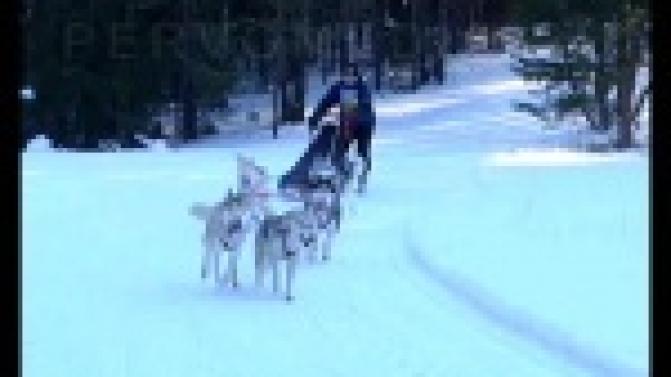 Хаски, маламуты и самоеды оказались на лыжне.