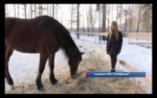 17-летняя девушка спасла от гибели полицейского коня.