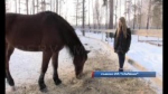 17-летняя девушка спасла от гибели полицейского коня.