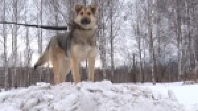 Акция "Ищу тебя, хозяин"