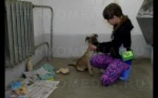 Жители девятиэтажки на Динасе приютили щенка, которому теперь пытаются найти хозяев.