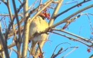 На территории 5 школы не смолкает пение птиц