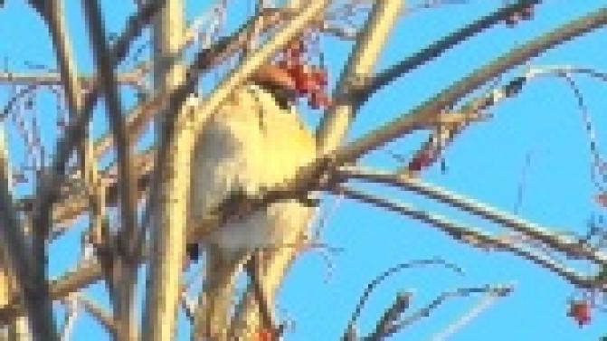 На территории 5 школы не смолкает пение птиц