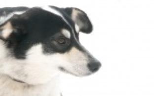 Акция "Ищу тебя, хозяин"