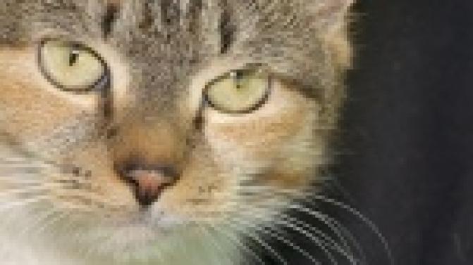 Акция "Ищу тебя, хозяин"