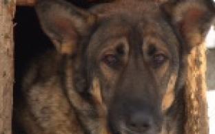 Акция "Ищу тебя, хозяин"