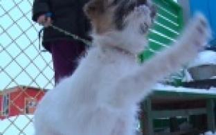 Акция "Ищу тебя, хозяин"