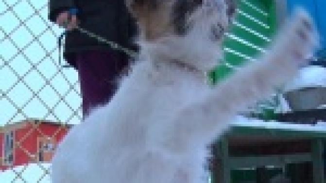 Акция "Ищу тебя, хозяин"