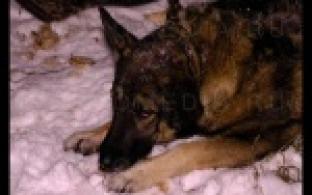 В Первоуральске появился свой Хатико.