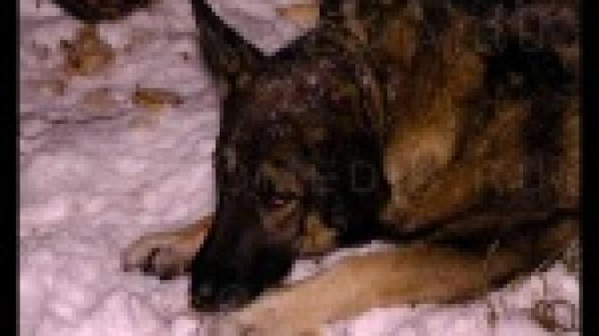 В Первоуральске появился свой Хатико.