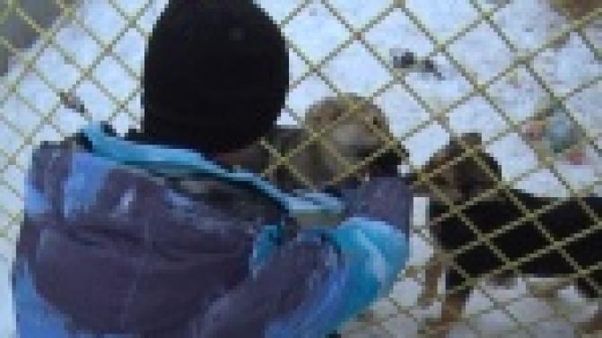 Накормить и приласкать