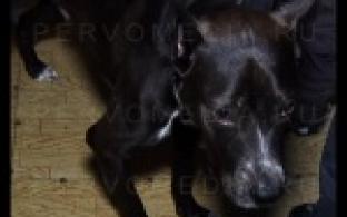 В Первоуральске стаффорд покусал ребёнка.