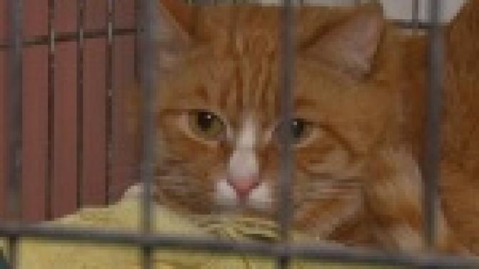 Акция "Ищу тебя, хозяин"